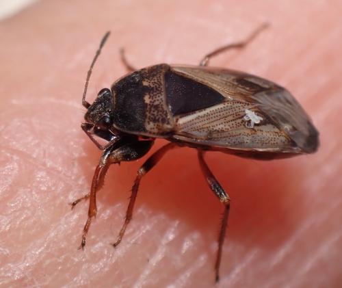 Réf. 355 167 : Trapezonotus ullrichi